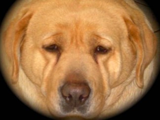 San Diego's Biggest K9 Loser