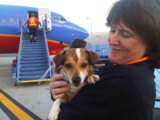Displaced Sandy Pets Land in San Diego