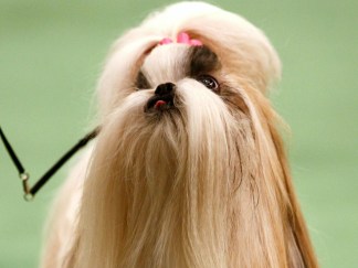 Top 10 Dogs of 2009