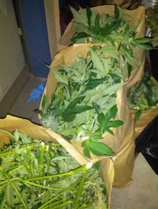 Firefighters Stumble on Major Pot Grow in Midway