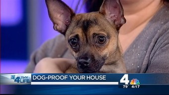 How Dogs Keep You Healthy