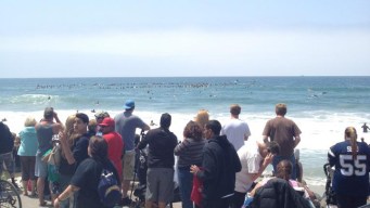 Surfing for Seau
