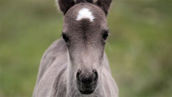 Pony Rides & Petting Zoos at Zoomars