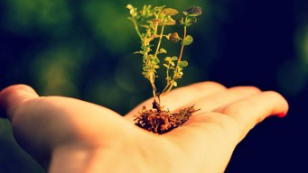 It's Easy Being Green: Five Ways You Can Help the Environment