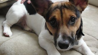 Local Company Pitches Goat's Milk for Puppies