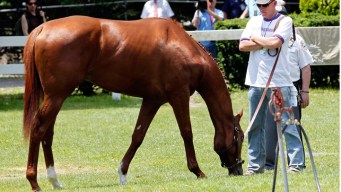 From Purchase to Post: The Price of Raising a Racehorse