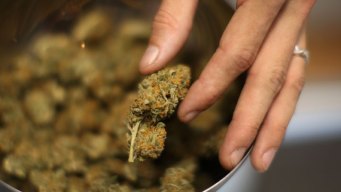 SD Explained: Marijuana