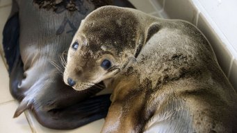 Sea Lions Dying at Unusual Rate: NOAA
