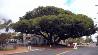 About San Diego: Leafy and Large