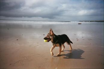 Possible Stench Has Nothing to Do With Dirty Dogs