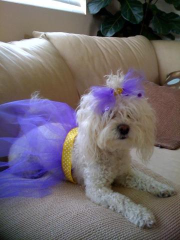 Viewer Images: Lakers Celebration