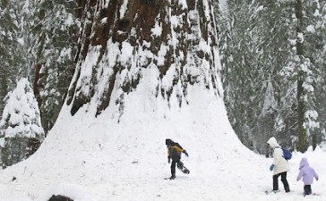 Winter Among the Giants