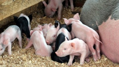 Pig Cam, the Happy-Maker