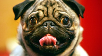 Pugs Run Amuck in Del Mar