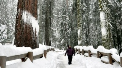 Wuksachi in Winter