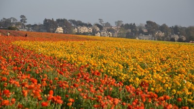Bloom Time: Flower Fields