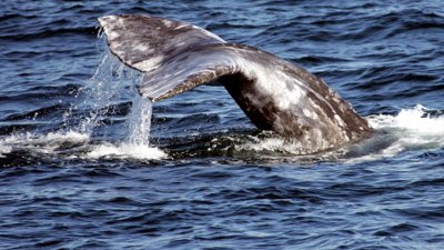 Dana Point Festival of Whales