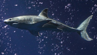 A Great White Bids Monterey Farewell
