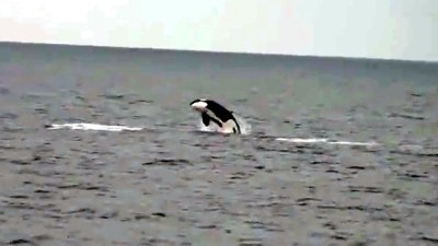 Killer Whales Off Newport Beach