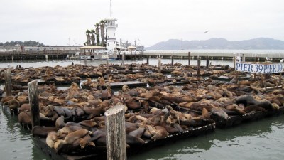 Lucky 22 for the Pier 39 Sea Lions