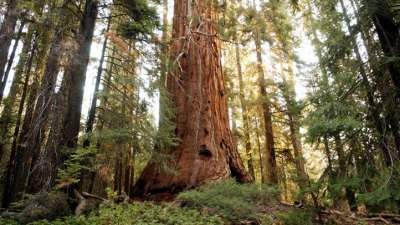 Going Car-Free in the Sequoias