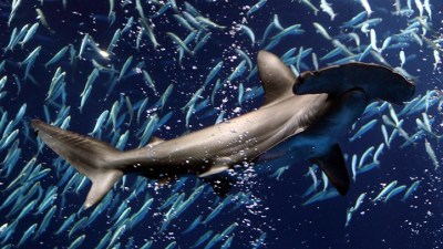 Monterey Shark Days