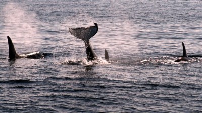 Long Beach Whale Cruises