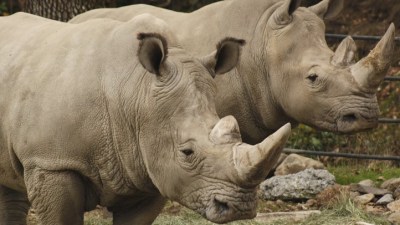 Wine and Rhinos