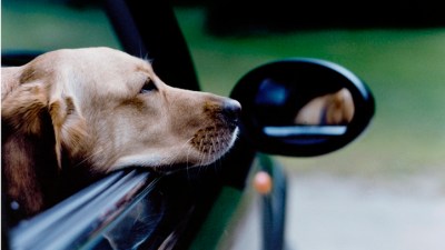 Parks for Pups