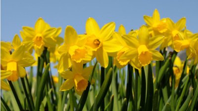 80,000 Daffodils Abloom