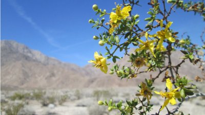 Desert Wildflowers in Bloom