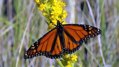 Welcome Back, Monarch Butterflies