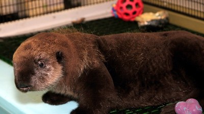 Monterey's Sea Otter Rescue