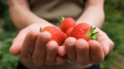 Vista's Sweetest Strawberries