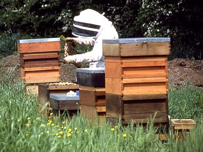 Wednesday Watch List: BEES!