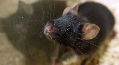 Experiments on mice suggest that getting hopped up on java might be good for your health. Experiments on mice suggest that getting hopped up on java might be good for your health.