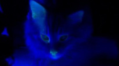 The aptly named Mr. Green Genes is the first glow-in-the-dark cat in America.
