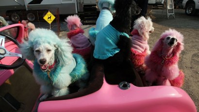 La Jolla is going to the dogs on Wednesday.