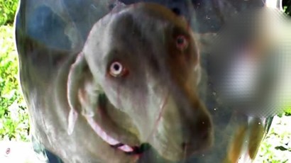 Lucy, a Weimaraner, was hit by a vehicle near the intersection of Valley Center Road and Chaparral Terrace in Valley Center earlier this month.