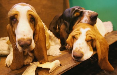Thieves struck at the Helen Woodward Animal Shelter for the second time in as many months, police said.