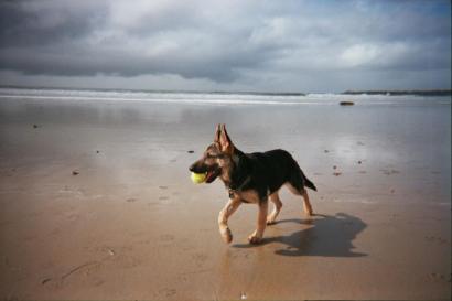 dog beach in OB