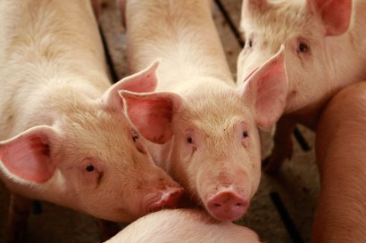 There are now eight cases of swine flu confirmed in San Diego County.