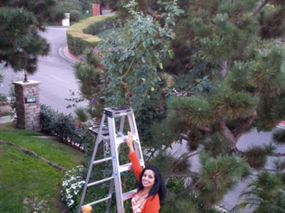 <b>MoshPix: </b> A La Jolla couple think they have the world's tallest rose bush.