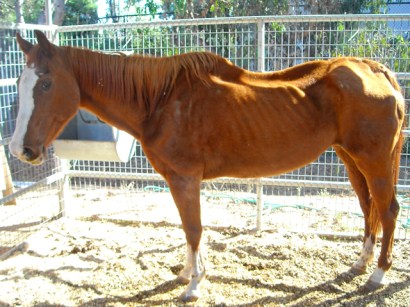The Little Red Mare at the San Diego County Department of Animal Services shortly after she was found The Little Red Mare at the San Diego County Department of Animal Services shortly after she was found