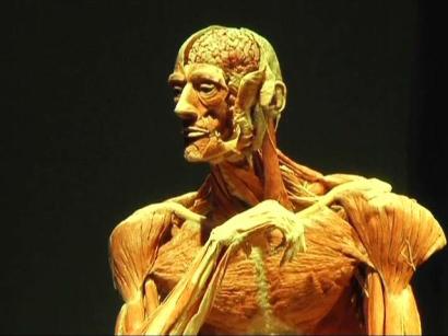 A Body Worlds exhibit A Body Worlds exhibit