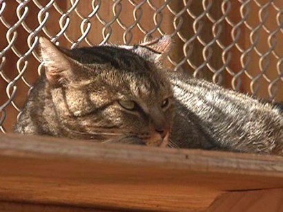 Caring for the cats will be costly and time consuming for the local sanctuary staff.