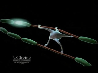 Stem cell scholars at UCSD are applauding President Barack Obama's lifting of restrictions on federal funding for human embryonic stem-cell studies.