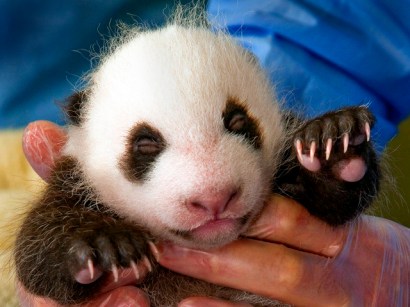 In 1999, Bai Yun gave birth at the San Diego Zoo to the first surviving giant panda born in the United States. She has since given birth to cubs in 2003, 2005, 2007 and, most recently, on Aug. 5. This In 1999, Bai Yun gave birth at the San Diego Zoo to the first surviving giant panda born in the United States. She has since given birth to cubs in 2003, 2005, 2007 and, most recently, on Aug. 5. This