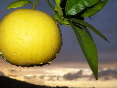 Rainy Grapefruit Sunset Rainy Grapefruit Sunset