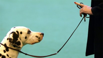 Fines Put Big Bite on Dog Owners